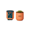 USO Made In The USA Modern Sprout Tiny Terracotta Grow Kit - Thank You Daisies
